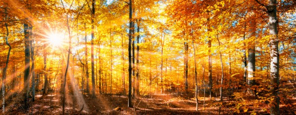 Wunschmotiv: Wald Panorama im goldenen Herbst #168212681