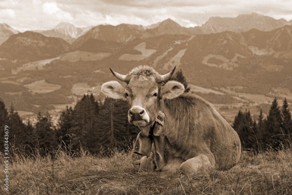 Kuh - Allgäu - Braunvieh - Hörner - Alpen - Berge Stock-Foto