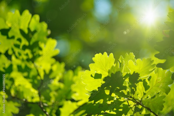 Wunschmotiv: Bright green oak leaves illuminated by warm sunlight create vibrant and serene atmosphe