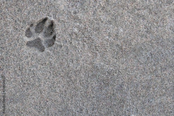 Wunschmotiv: Abdruck der Pfote eines Hundes im Sand #266514127
