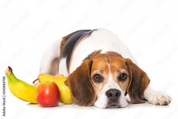 Wunschmotiv: Beagle dog with fruits isolated on white background #243885738