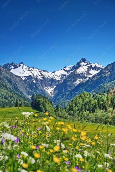 Wunschmotiv: Alpen, Blumenwiese in den Bergen mit Schnee auf Gipfel #316497923