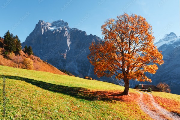 Wunschmotiv: Picturesque autumn landscape with orange tree, green meadow and blue mountains in Grind